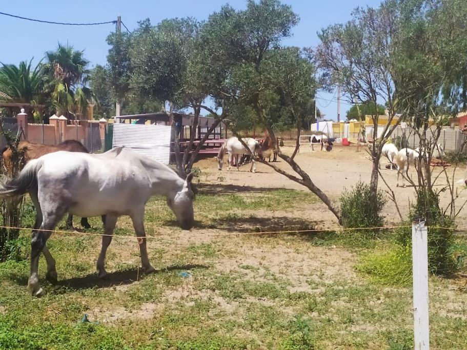 Granja America Apartamento Chiclana de la Frontera Exterior foto
